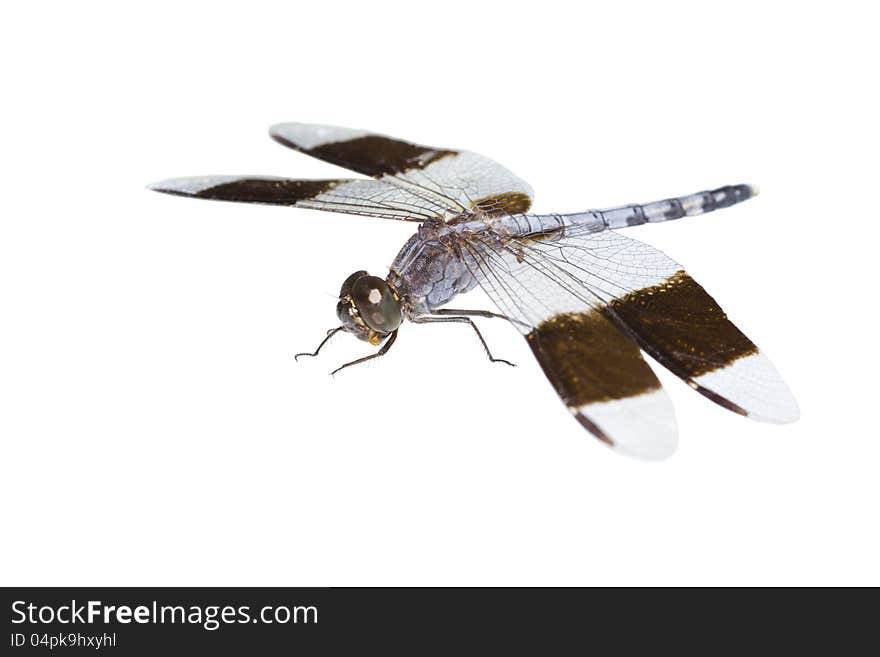 Big tropical dragonfly, isolated, closeup