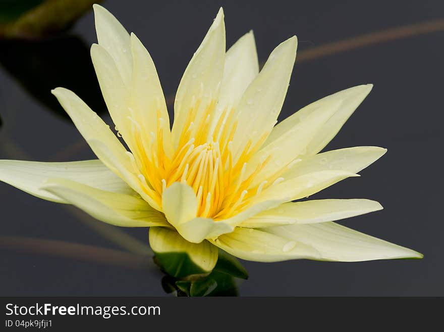 Yellow waterlily