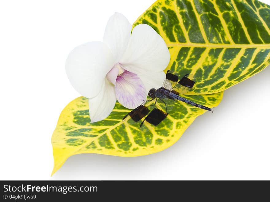 Dragonfly on a leaf near an orchid. Dragonfly on a leaf near an orchid