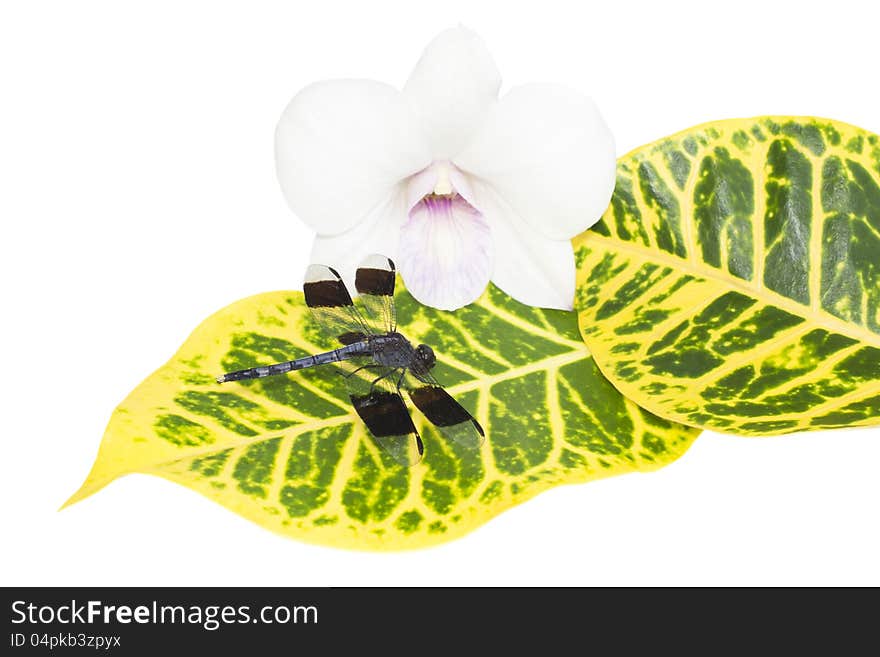 Dragonfly on a leaf near an orchid. Dragonfly on a leaf near an orchid