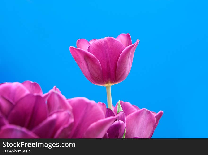 Purple tulips on blue background