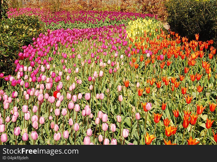 Field of tulips