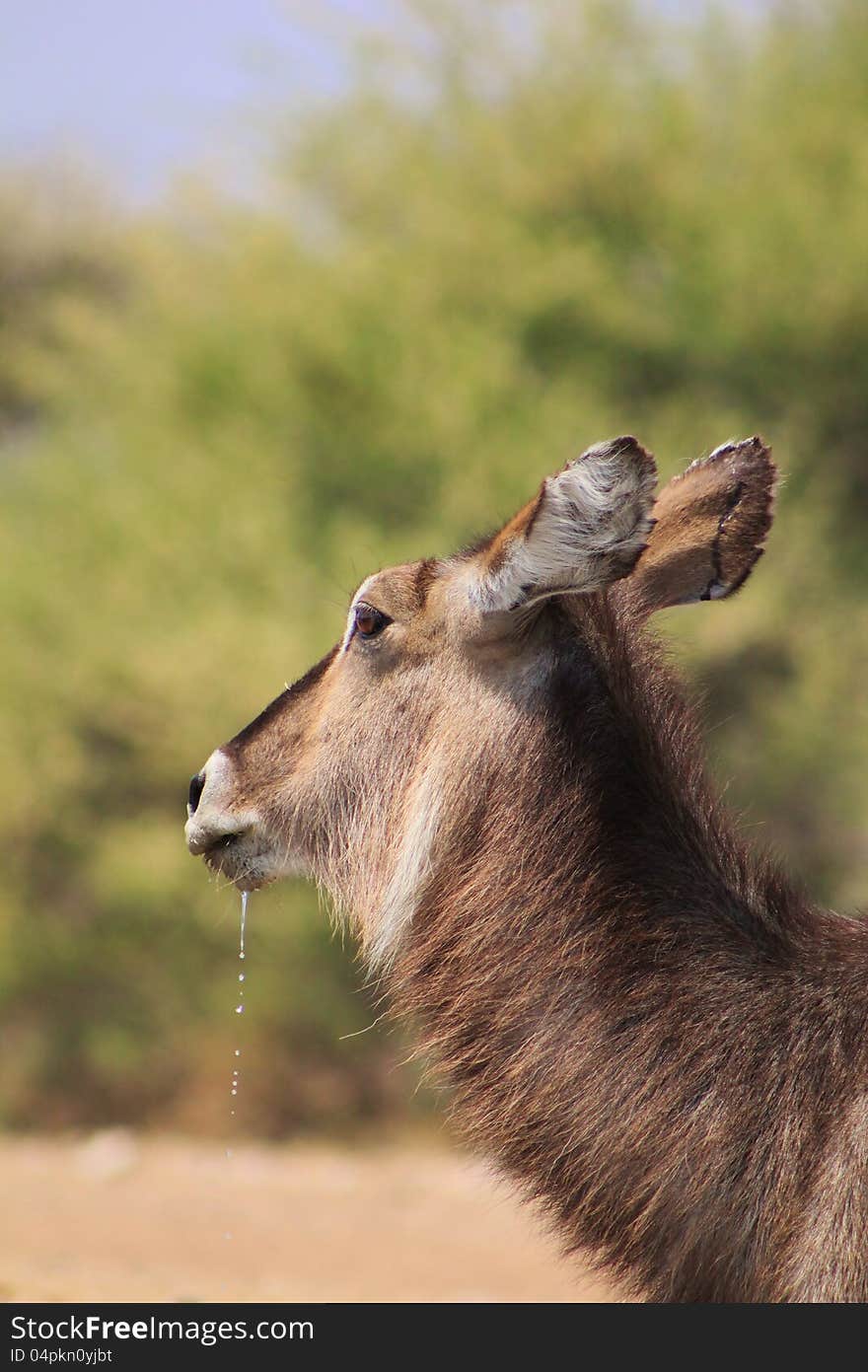 Adult female Waterbuck stare with diamond-like droplets falling from mouth. Photo taken on a game ranch in Namibia, Africa. Adult female Waterbuck stare with diamond-like droplets falling from mouth. Photo taken on a game ranch in Namibia, Africa.