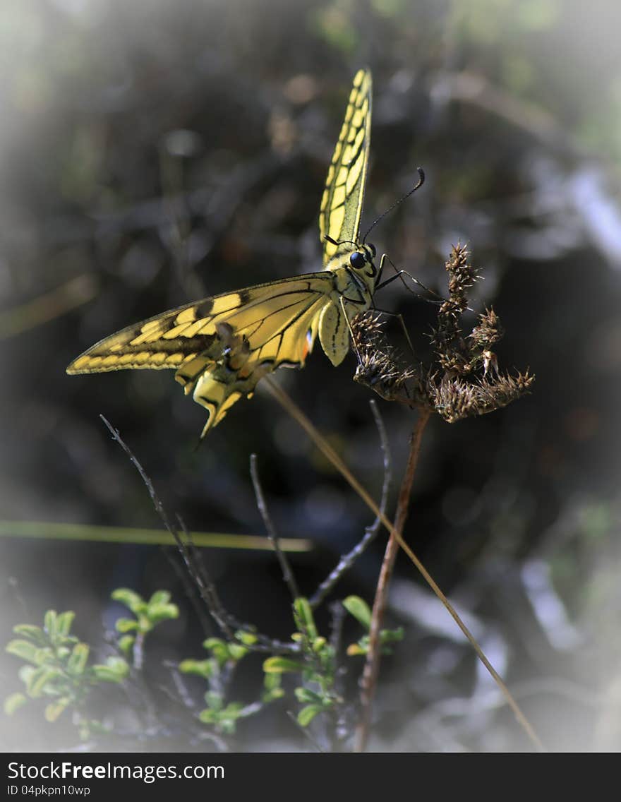 Papilio Zelicaon