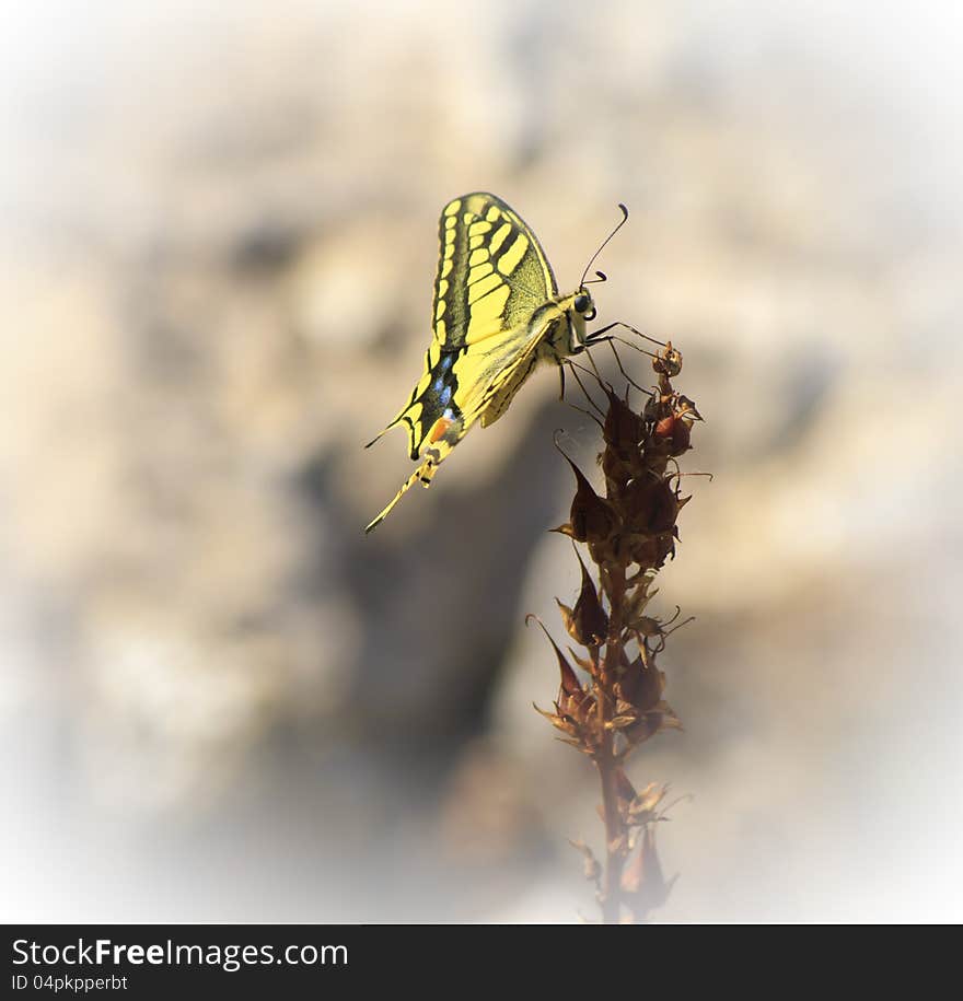 Papilio zelicaon