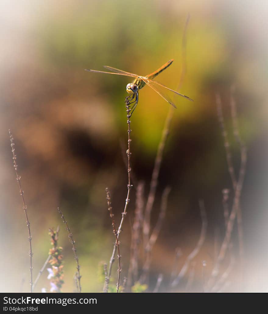 An Aeshna grandis dragonfly resting commonly known as the Brown Hawker