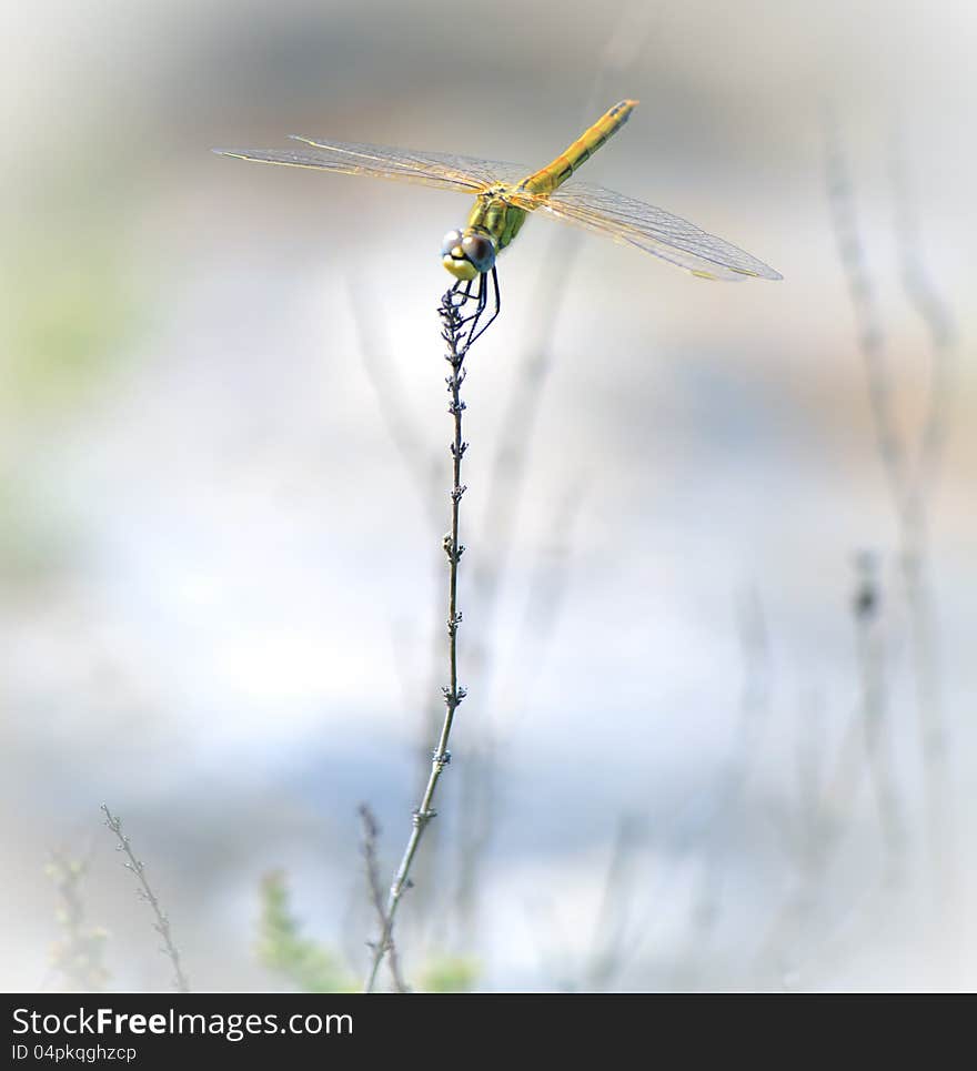 Anax longipes known as the comet darner dragonfly resting and holding onto a plant stem. Anax longipes known as the comet darner dragonfly resting and holding onto a plant stem