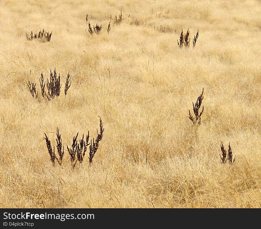 Golden prairie grass background