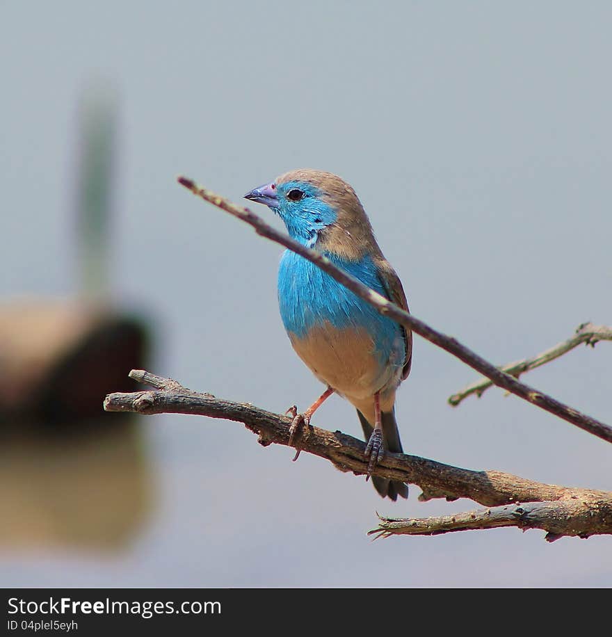 Blue Waxbill at a watering hole in Namibia, Africa. Blue Waxbill at a watering hole in Namibia, Africa.