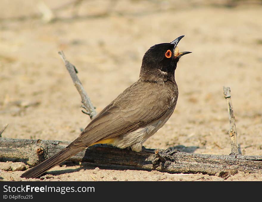 African Redeyed Bulbul swallowing an insect on a game ranch in Namibia, Africa. African Redeyed Bulbul swallowing an insect on a game ranch in Namibia, Africa.