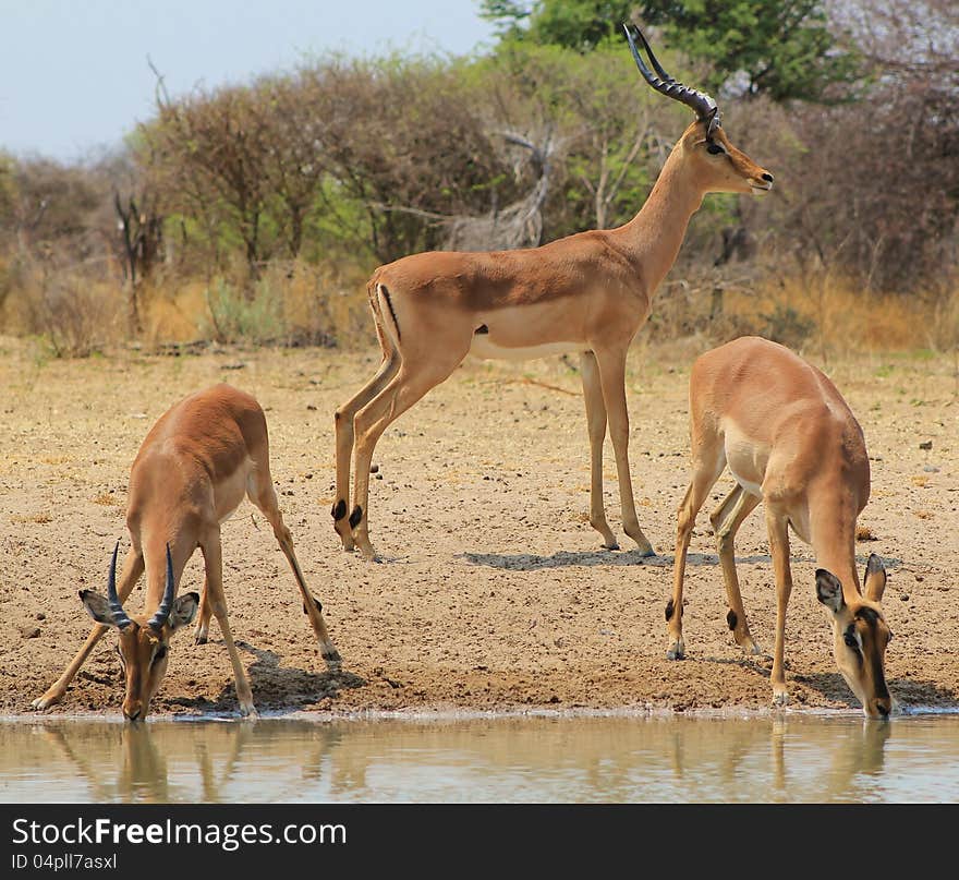 An Impala family drinking water at sunset.  Photo taken in Namibia, Africa. An Impala family drinking water at sunset.  Photo taken in Namibia, Africa.