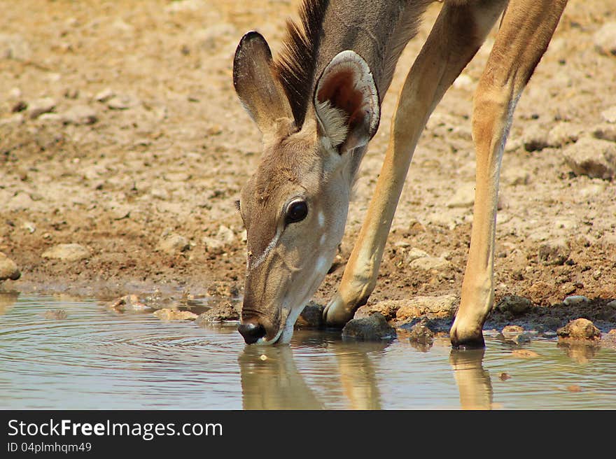 Kudu Cow- African Antelope Close-up