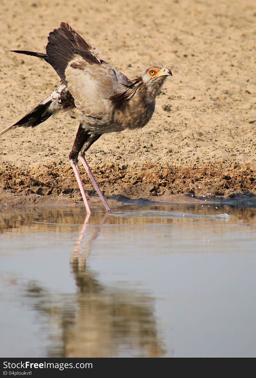 An adult Secretary Bird at a watering hole in Namibia, Africa. An adult Secretary Bird at a watering hole in Namibia, Africa.