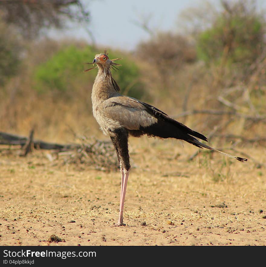 An adult Secretary Bird at a watering hole in Namibia, Africa. An adult Secretary Bird at a watering hole in Namibia, Africa.