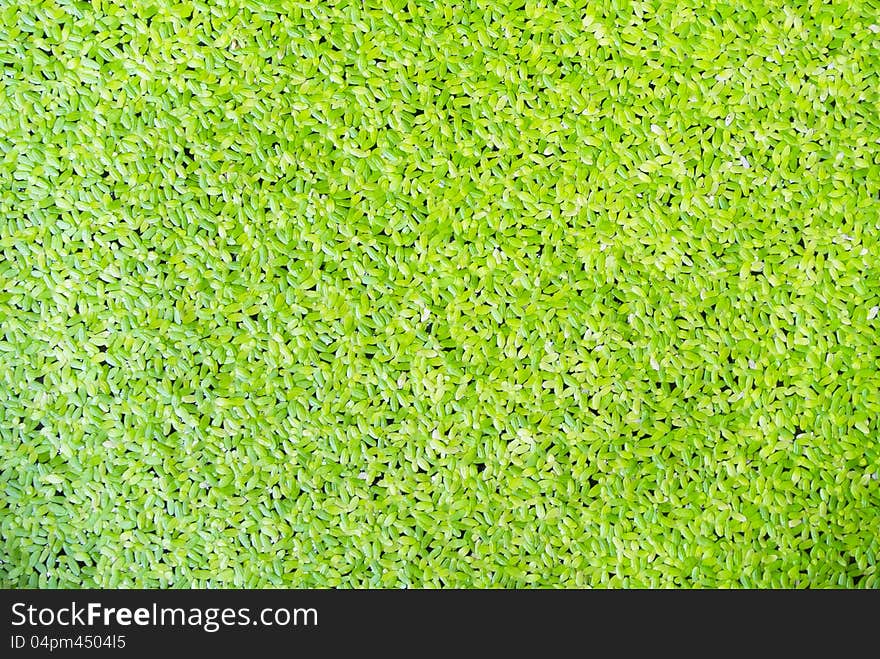 Green duckweed on water top view