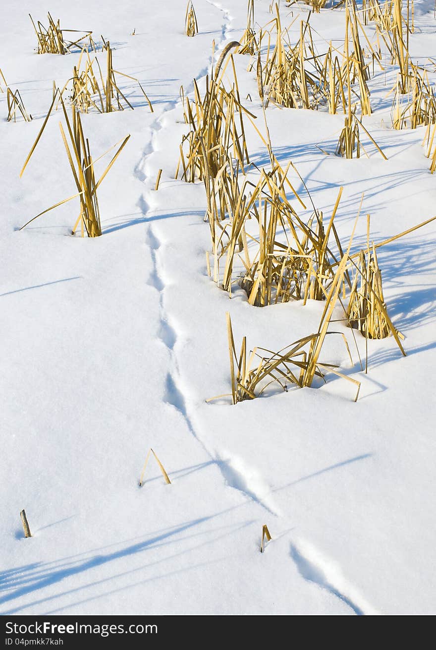 Fox trace on the frozen bog