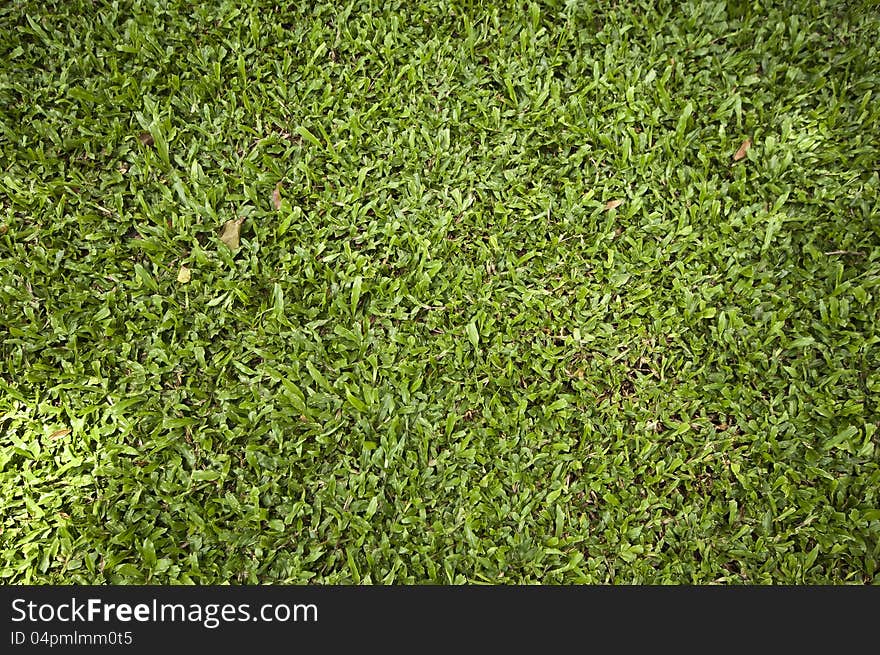 Green grass at park in Thailand