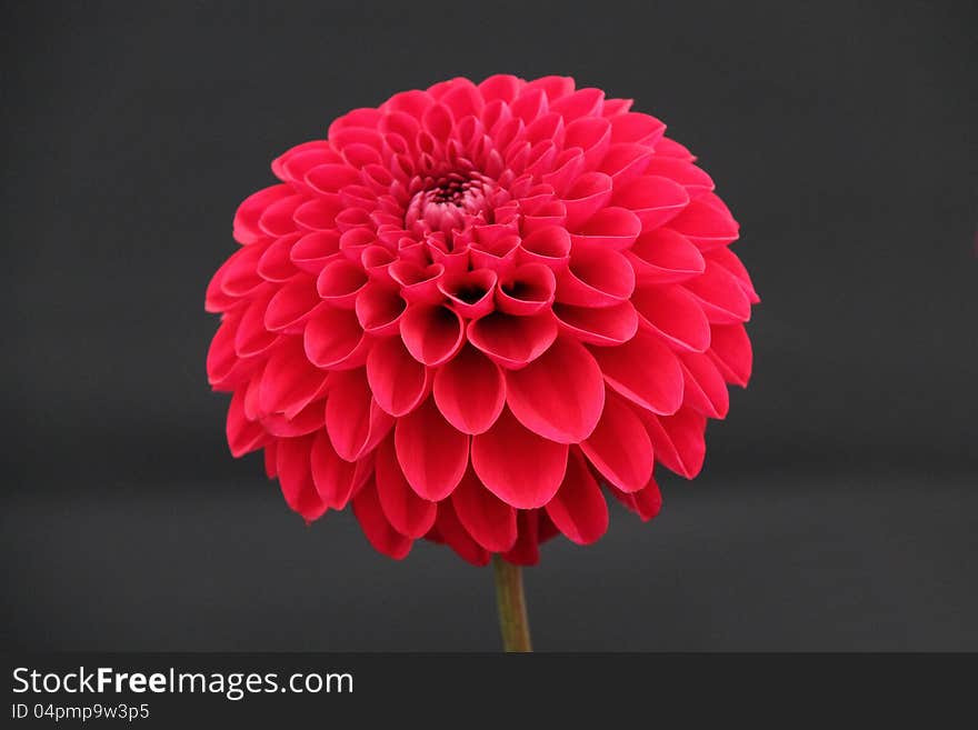 Dahlia Plant.