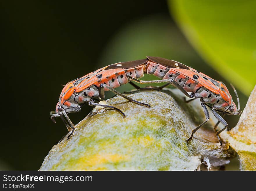 Cotton Stainer Bug