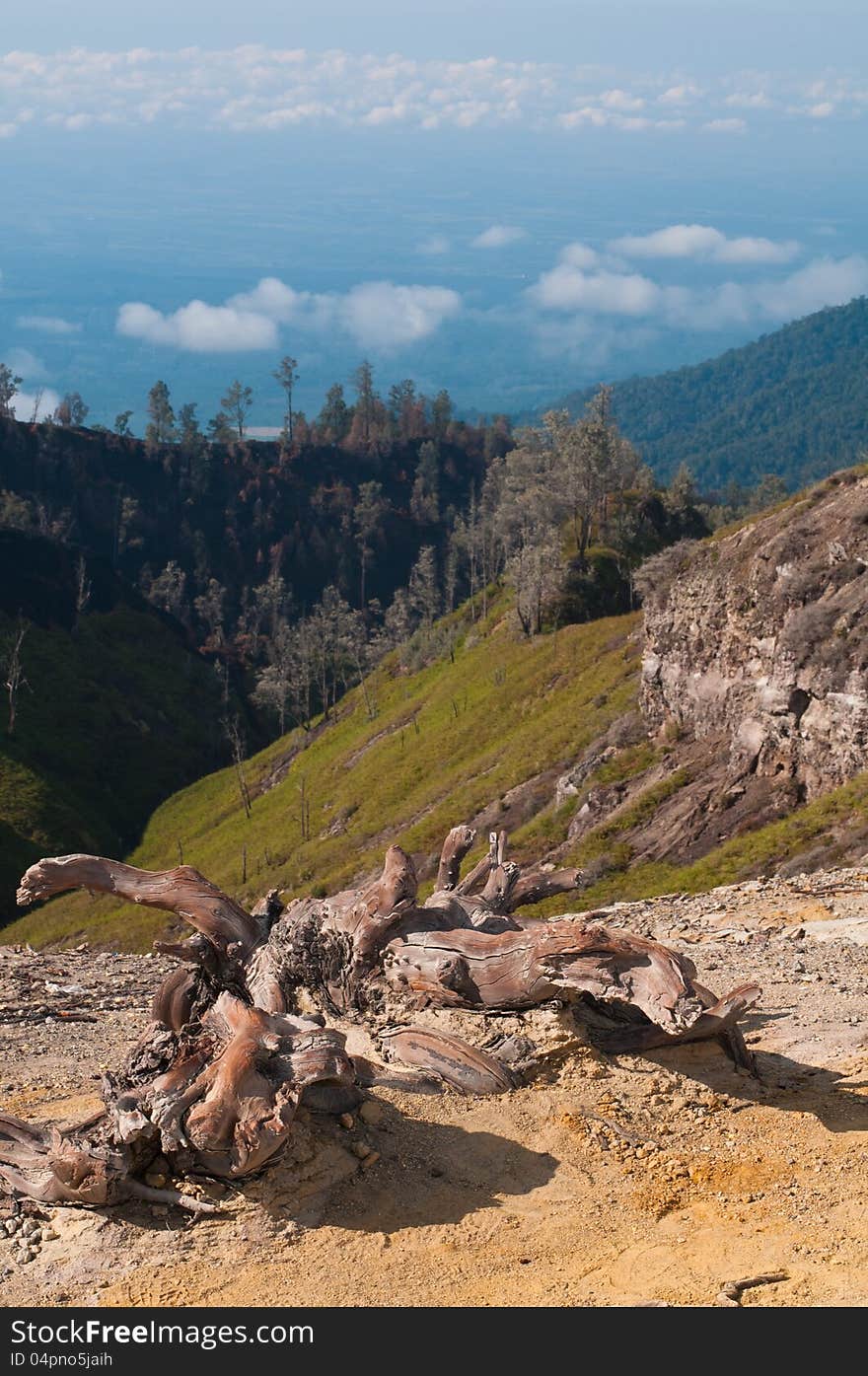 Picturesque tree stumps and snags in the mountains, Java, Indonesia. Picturesque tree stumps and snags in the mountains, Java, Indonesia