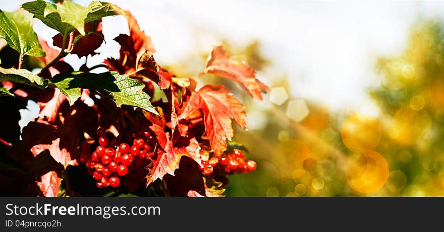 Mountain ash under the bright sun, natural backgrounds