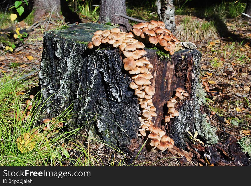 Many armillaria mellea on the old stump  in wood. Many armillaria mellea on the old stump  in wood