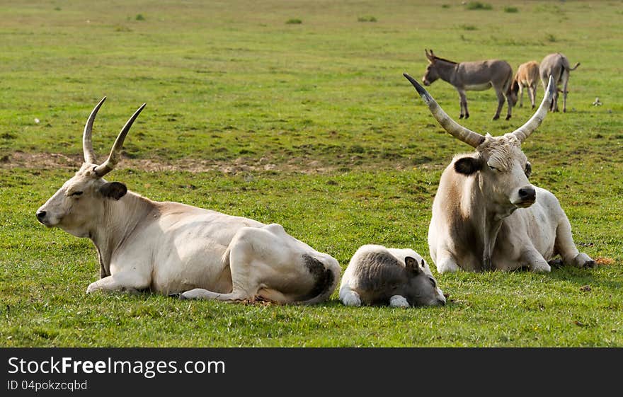 Hungarian grey bulls in the field