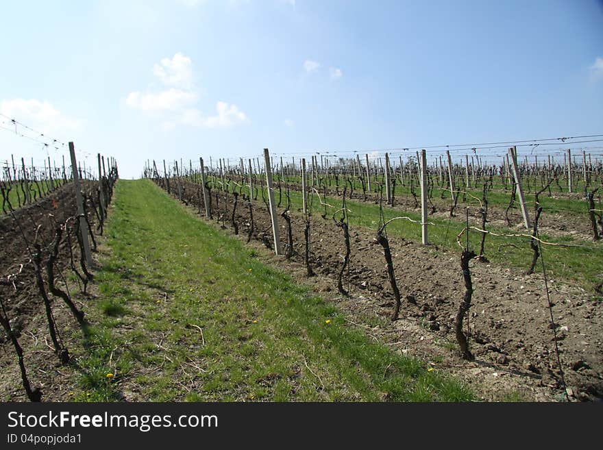 Autumn vineyard in Czech Republic