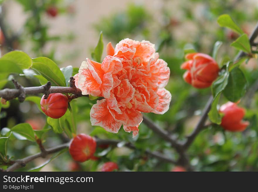 Blossom tree