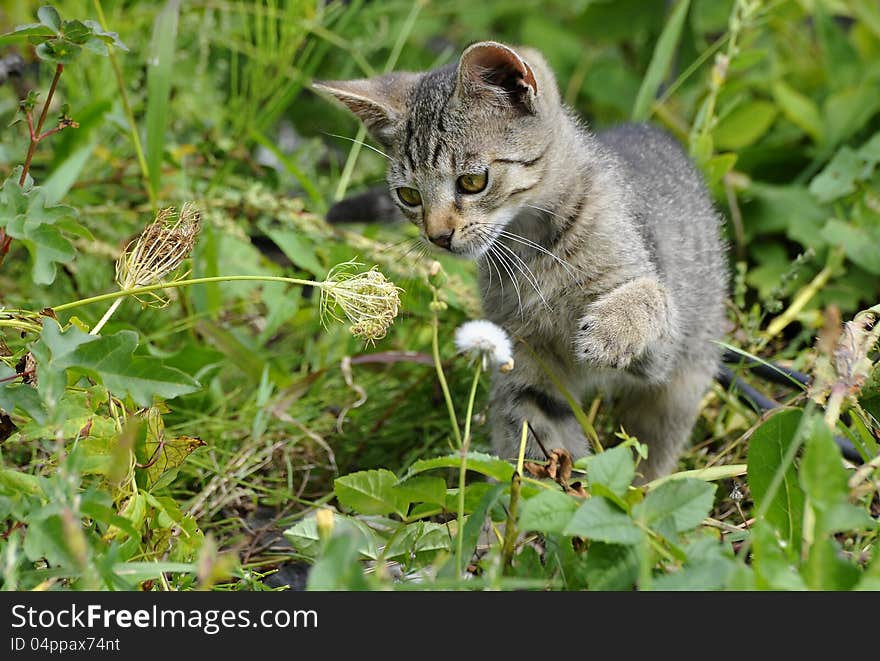 Striped kitten