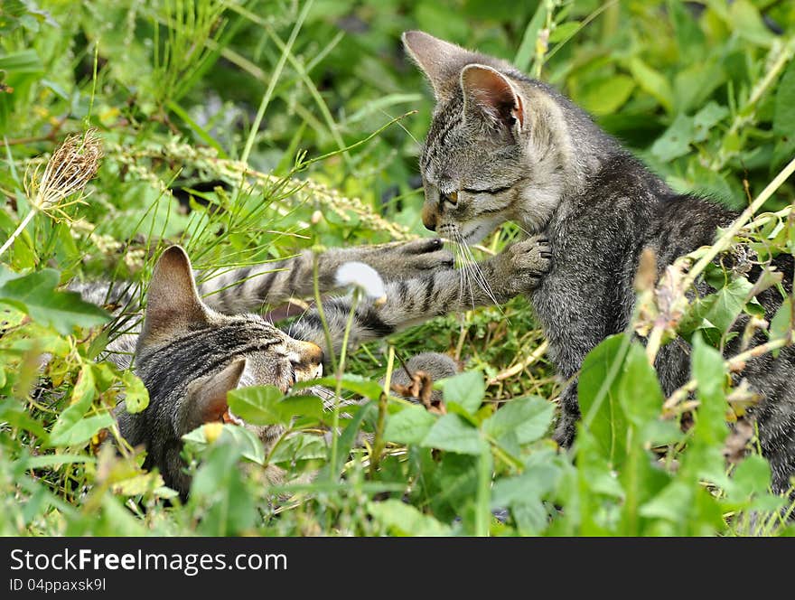 Striped Kittens