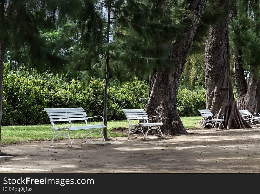 Empty white chairs beside of the big trees. Empty white chairs beside of the big trees.