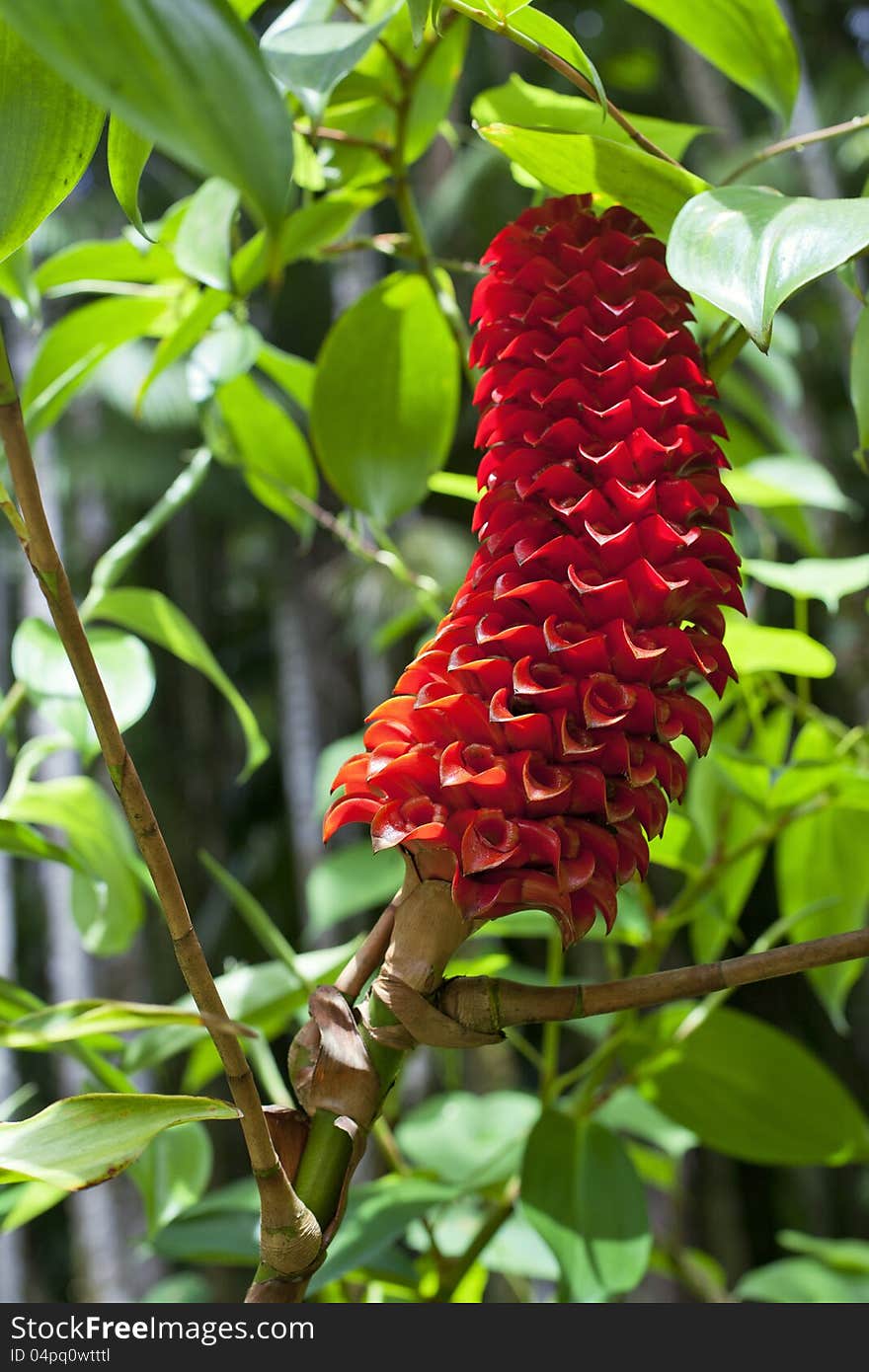 Wax Ginger Plant &x28;Tapeinochilus Ananasse&x29