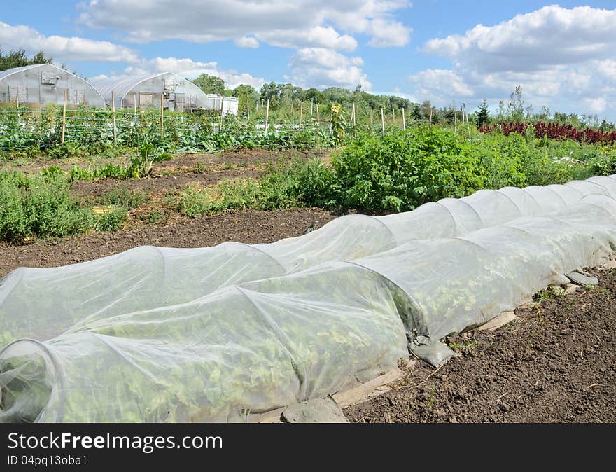 Organic vegetables growing under protective netting with greenhouses in background. Organic vegetables growing under protective netting with greenhouses in background