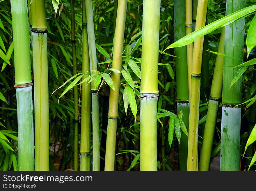 Green bamboo groves in a park