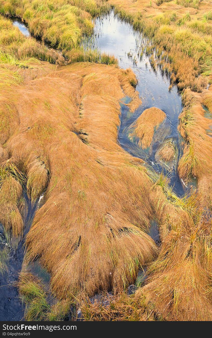 Lying grass on a bog. Lying grass on a bog.