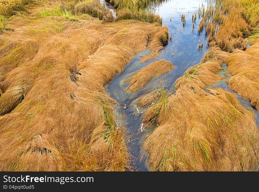 Lying grass on a bog. Lying grass on a bog.