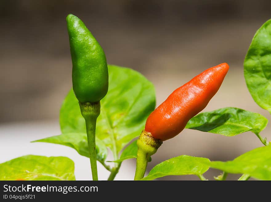 Red and green chillies