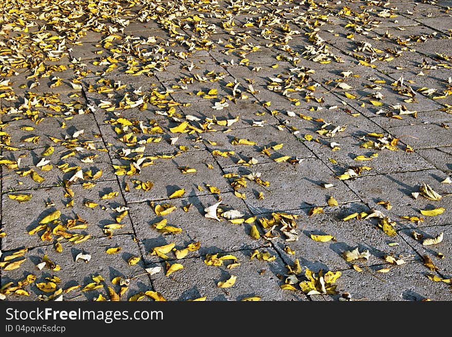 Yellow withered autumn leaves on the grey pavement in sunset light. Yellow withered autumn leaves on the grey pavement in sunset light