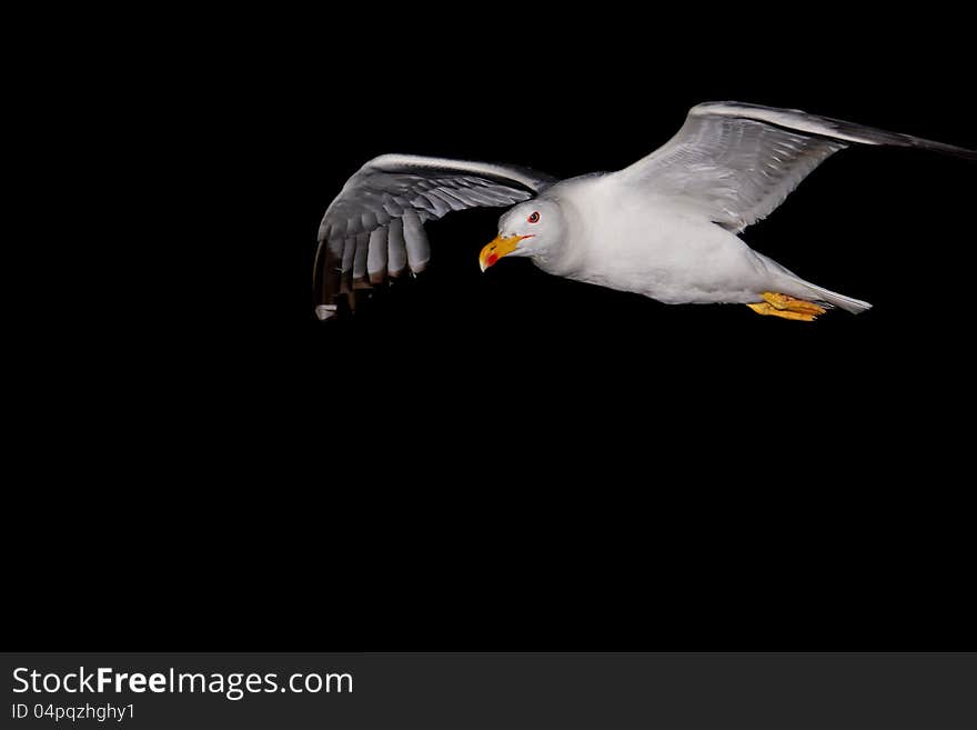 The gull was flying around the ship when sailing off Setubal. The gull was flying around the ship when sailing off Setubal