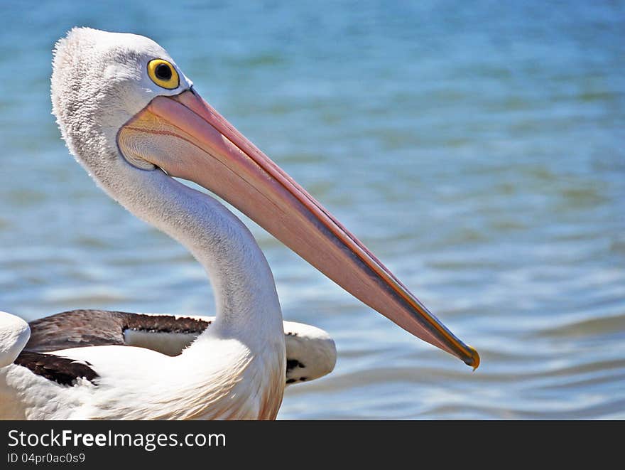 A close up of pelican on beach in Australia