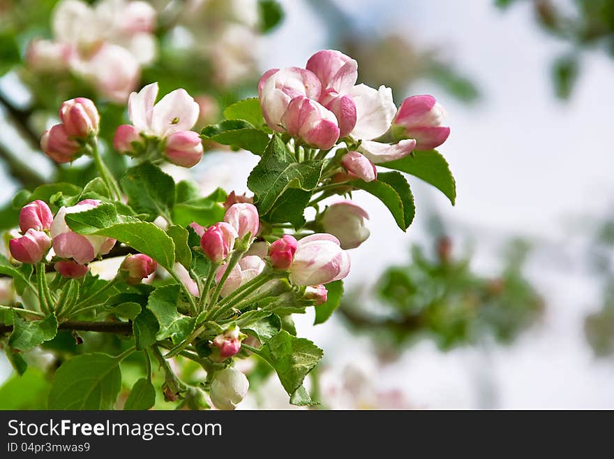 Tree flowers