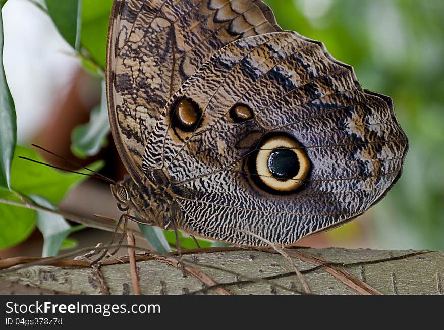 The Idomeneus Giant Owl (Caligo idomeneus) is a butterfly of the Nymphalidae family. The Idomeneus Giant Owl (Caligo idomeneus) is a butterfly of the Nymphalidae family.