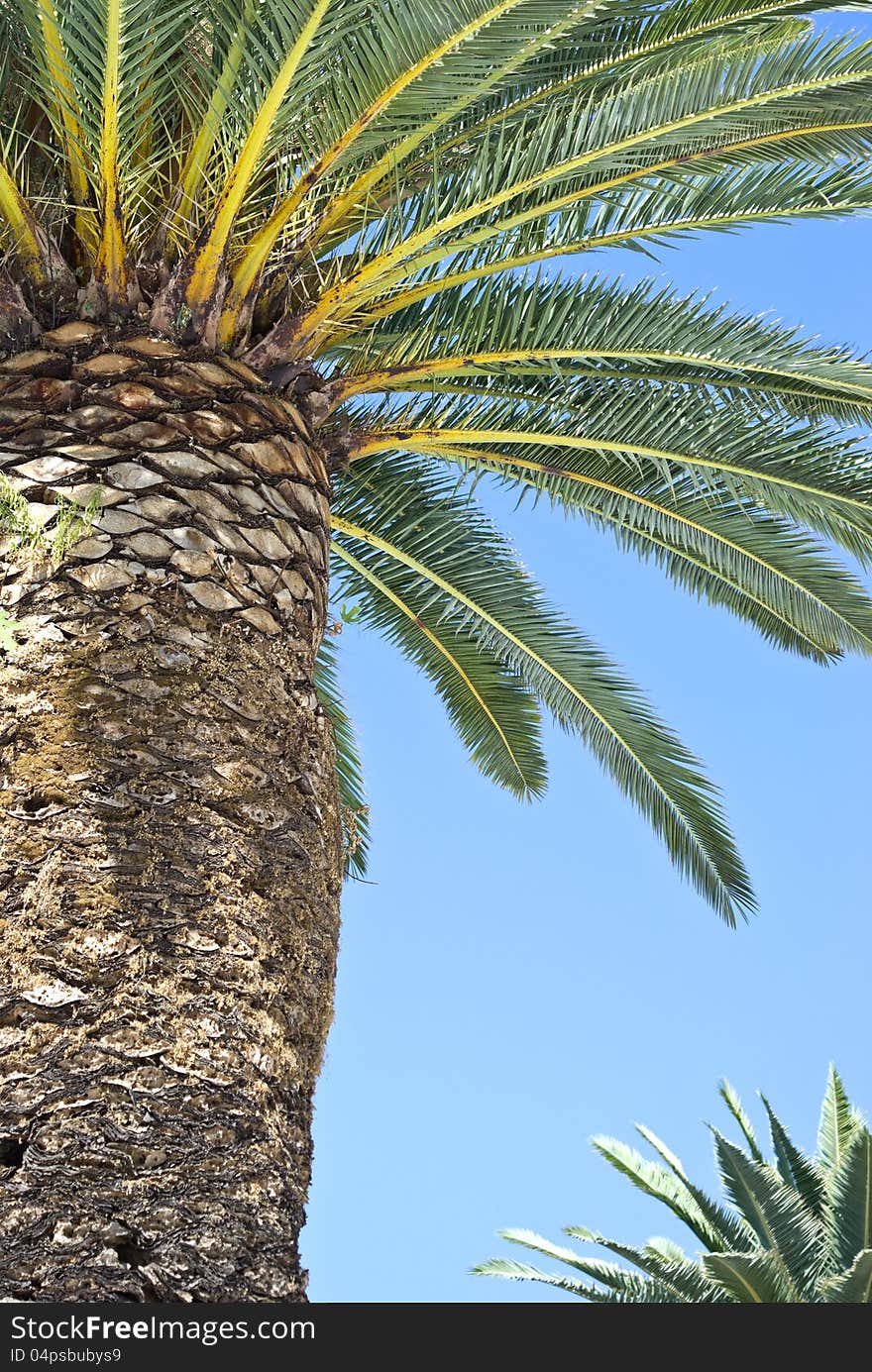 High palm tree against blue sky