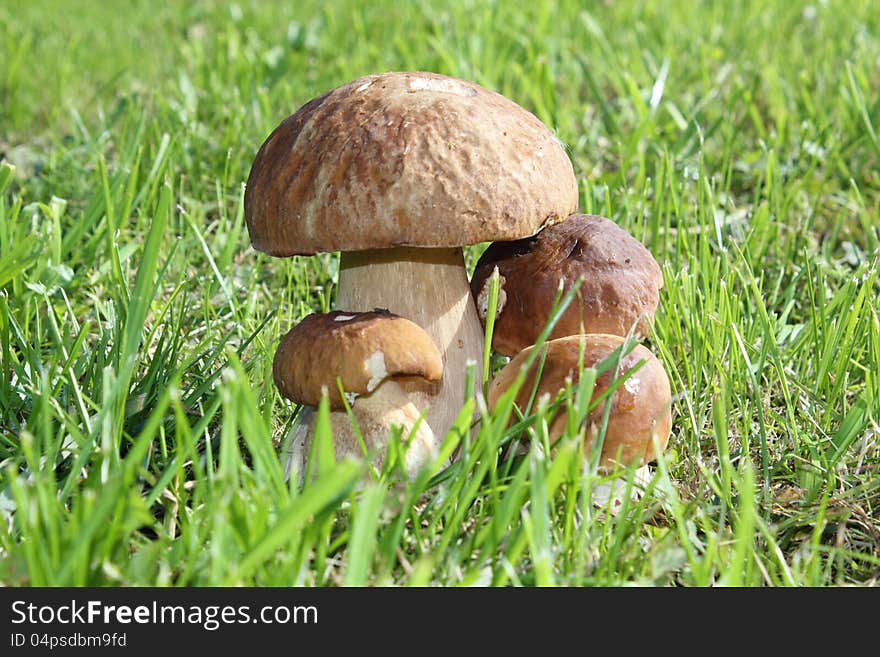 Group Of Porcini Mushrooms