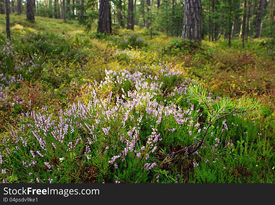 Blooming Heather