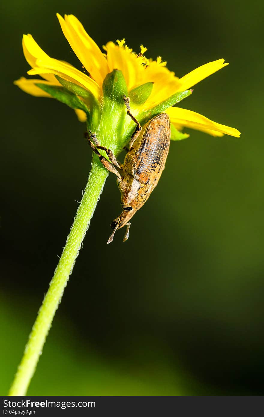 Lixus Bardanae