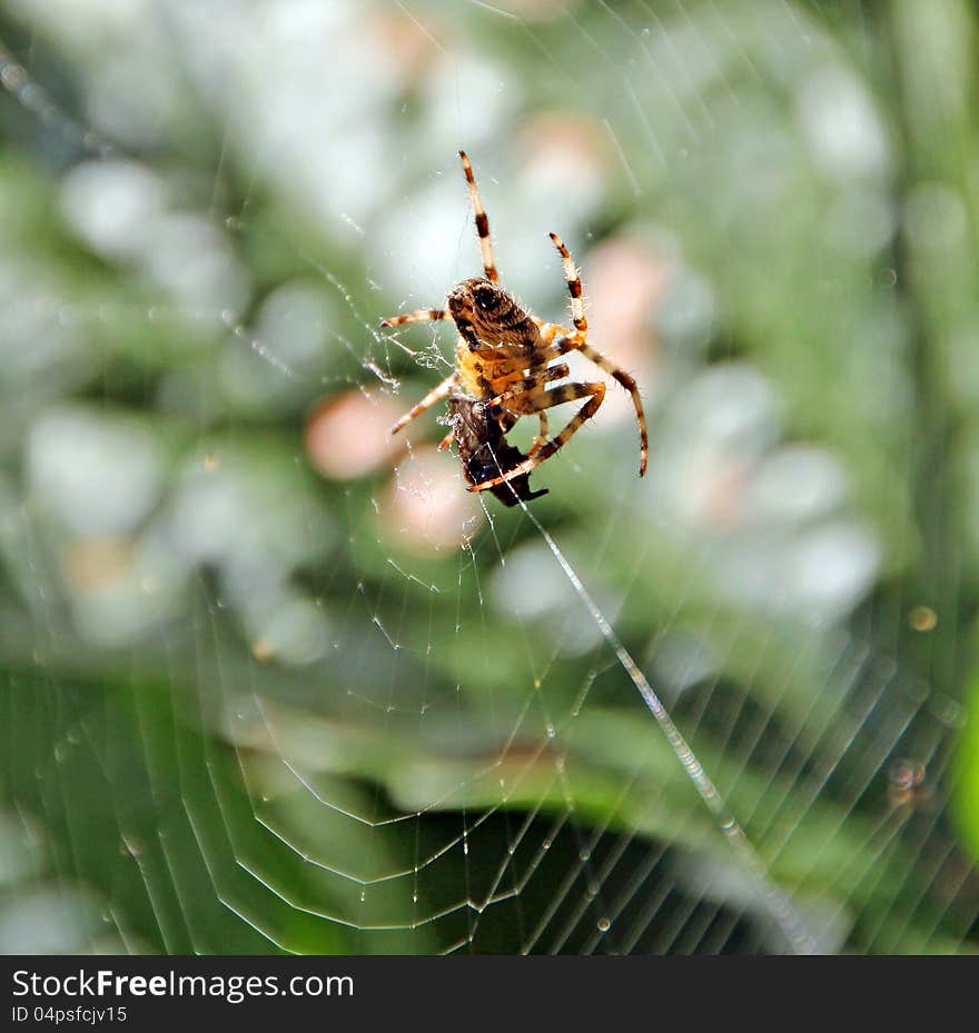 Spider and prey