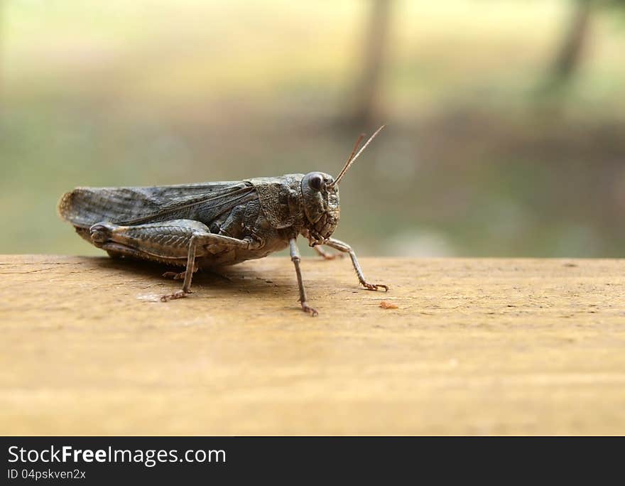 Grasshopper on the wooden plank. Closeup view. Grasshopper on the wooden plank. Closeup view