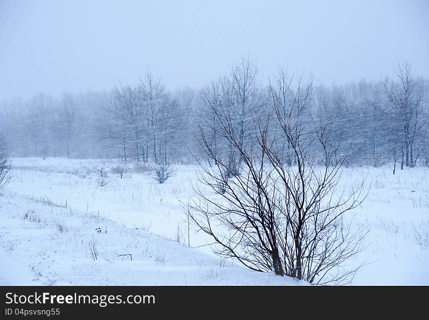 Winter landscape